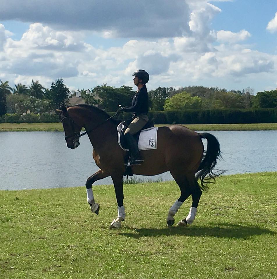 dressage at palm beach equine sports complex